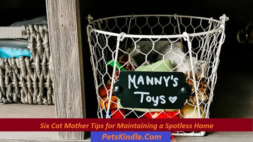 Six Cat Mother Tips for Maintaining a Spotless Home