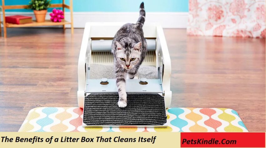 The Benefits of a Litter Box That Cleans Itself