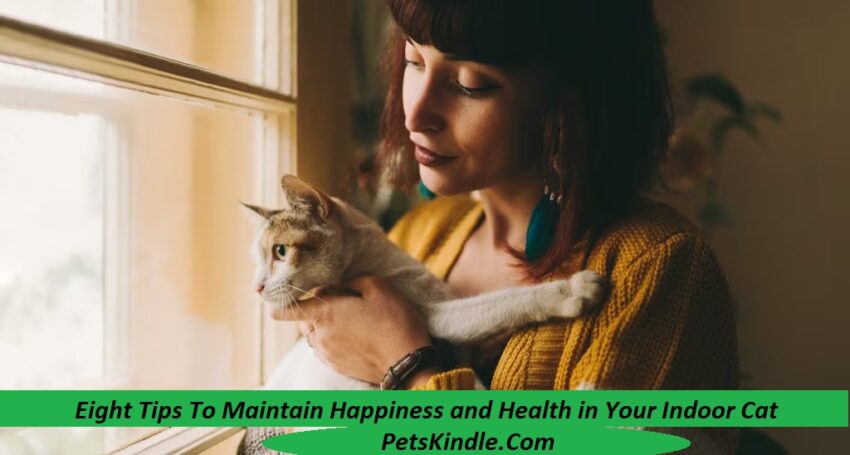 Eight Tips To Maintain Happiness and Health in Your Indoor Cat